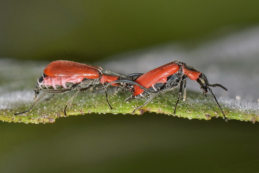 Malachiidae: Anthocomus rufus